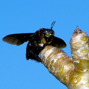 Un insecte ailé posé sur une branche - Bali  - collection de photos clin d'oeil, catégorie animaux